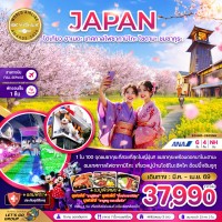 โตเกียว ฮาเนดะ เทศกาลไฟซากามิโกะ ไซตามะ ชมซากุระ (เที่ยวอิสระ 1 วัน)